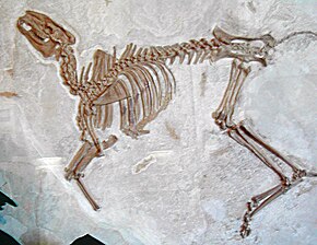 Bachitherium fossile.jpg