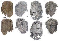 Banhxeochelys carapax collage - Garbin et al 2019.png