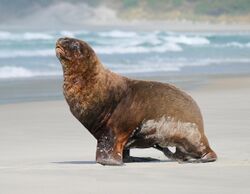 Big male New Zealand Sea Lion walking on the beach.jpg