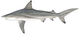 Blacktip shark (Duane Raver).png