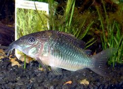 Brochis splendens im Aquarium.jpg