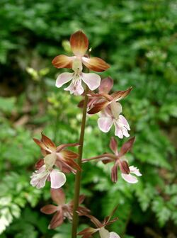 Calanthe discolor2.jpg