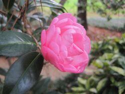 Camellia × williamsii 'Taylor's Perfection'.JPG