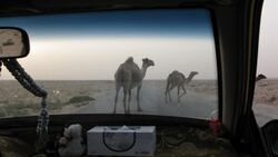 Camels in the desert, Raqqa, Syria.jpg