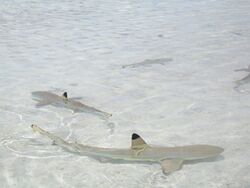 An expanse of clear water and white sand, and several sharks swimming with their black-tipped dorsal fins protruding above the water