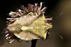 Carpocoris.fuscispinus.6989.jpg