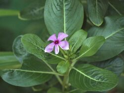 Catharanthus roseus Malaysia.jpg