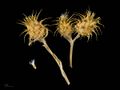 Centaurea melitensis MHNT.BOT.2007.43.54.jpg