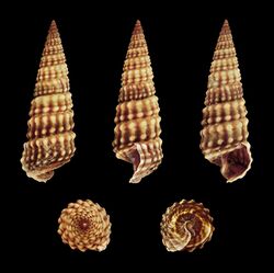 Cerithideopsilla conica conica 01.jpg