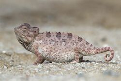 Chamaeleo namaquensis (Walvis Bay).jpg