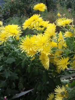 Chrysanthemum morifolium j03.jpg