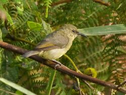 Cinnyris minullus, female.jpg