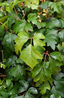 Cissus alata Leaves.JPG