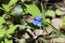 Commelina lanceolata 168694841.jpg