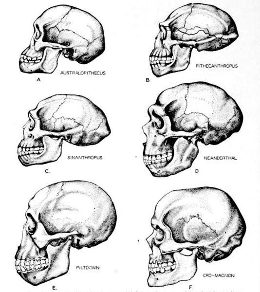 File:Comparative anatomy of fossil humans.png