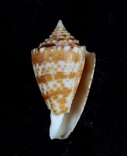 Conus acutangulus.JPG