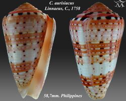 Conus aurisiacus 1.jpg