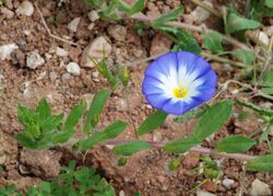 Convolvulus April 2010-1.jpg