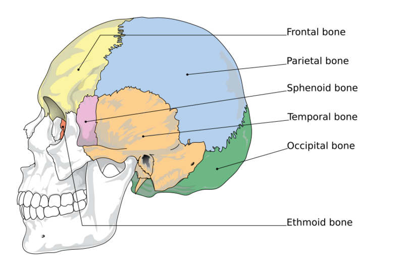 File:Cranial bones en.svg