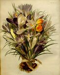 Bouquet of 19 different crocus species from 1830