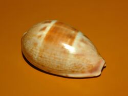 Cypraea walkeri - Philippines-4.JPG