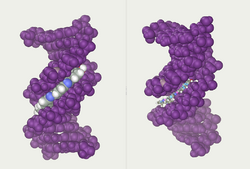 DNA-ligand-by-Abalone.png