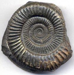 Dactylioceras commune Ammonite Fossil from Yorkshire England.jpg