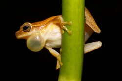 Male treefrog calling