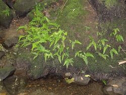 Deparia petersenii subsp. congrua Ferndale Park.JPG