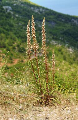 Digitalis lanata LC0053.jpg