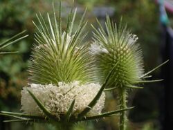 Dipsacus laciniatus inflorescence.jpg