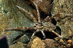 Dolomedes dondalei-Nursery Web Spider (NZAC06003158).jpg