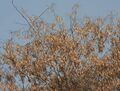 Dried Pods at Canopy W IMG 3534.jpg