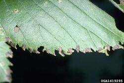 Early Arge scapularis larvae on an American Elm leaf.jpg