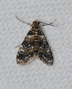 Elophila obliteralis – Waterlily Leafcutter Moth (14609128105).jpg
