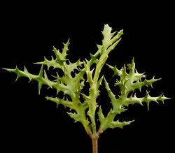 Euphorbia stenoclada stenoclada ies.jpg