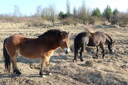 Exmoor pony in Milovice 11.JPG