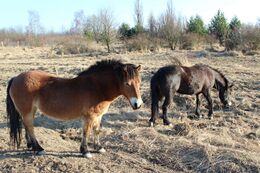 Exmoor Pony in Milovice