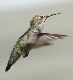 Female annas hummingbird hovering.jpg