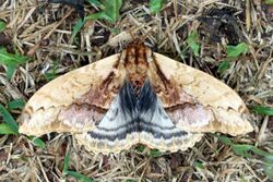 Giant silkworm moth (Molippa sabina).JPG