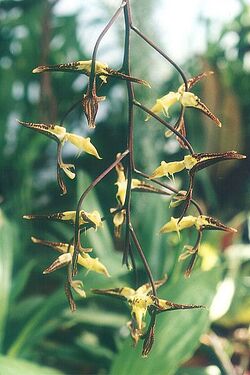Gongora-maculata.jpg