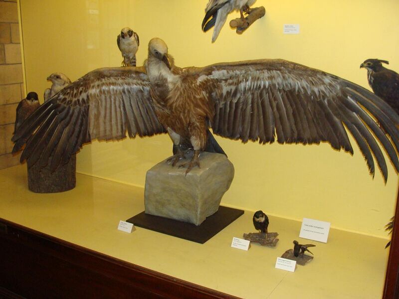File:Gyps fulvus.002 - Natural History Museum of London.JPG