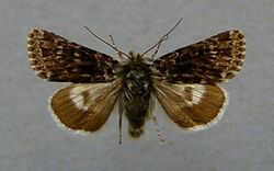 Hadula melanopa.jpg