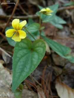 Halberd-Leaf Violet (4526399519).jpg