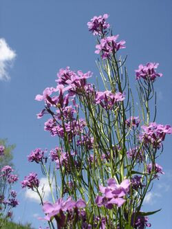 Hesperis matronalis flowers.jpg