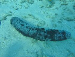 Holothuria Maldives.JPG