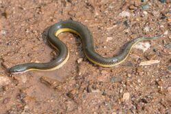 Hypiscopus plumbea, Rice paddy snake 2.jpg