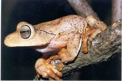 Hypsiboas faber01a.jpg