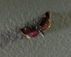 Hypsopygia regina on a wall.jpg