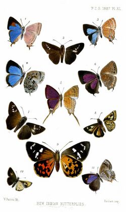 IndianButterflies2Purkiss1887.jpg